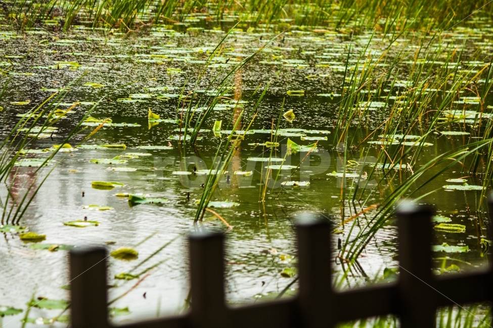 rainy,rainy day,lake park,sight,lake