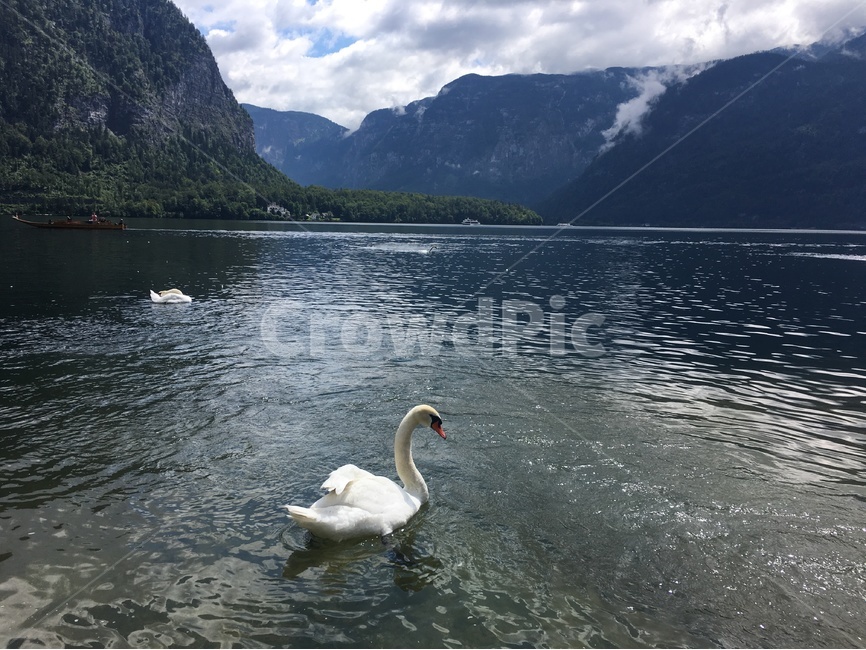 자연,풍경,호수,산,nature,자연경관,유럽,europe,lake,백조,평화,오스트리아,할슈타트,감성,자연,풍경,nature,landscape,동물,animal,조류,새,birds,bird