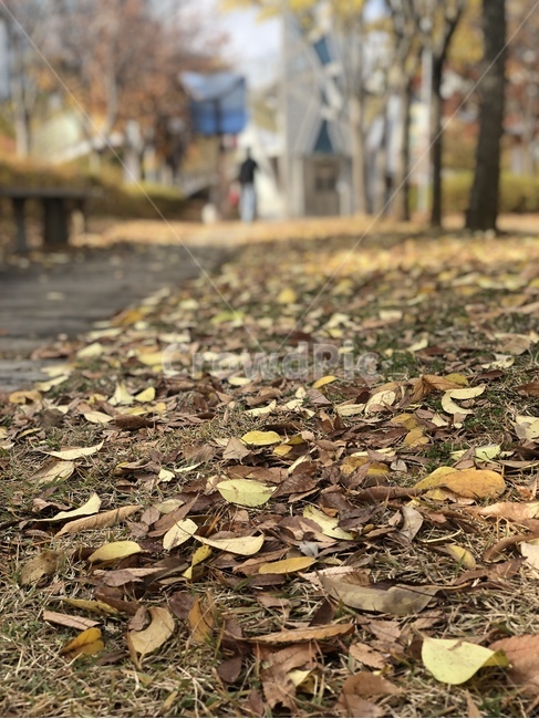 가을,낙엽,외로움,화창함,쌀쌀함,산책,바닥,ground,가을,계절,fall,autumn,season