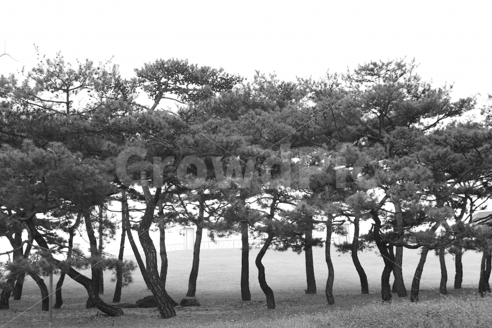 소나무,흐린날의기억,아침풍경,남산,안개속,식물,자연,plants,nature,나무,trees,wood,흑백,모노톤,monochrome,black and white