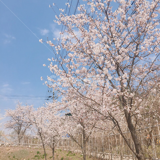 spring,벚꽃,봄,나무,하늘,꽃,sakura,tree,flower,sky,cherryblossom,사쿠라,분홍색,pink,하늘색,배경,background,벚나무