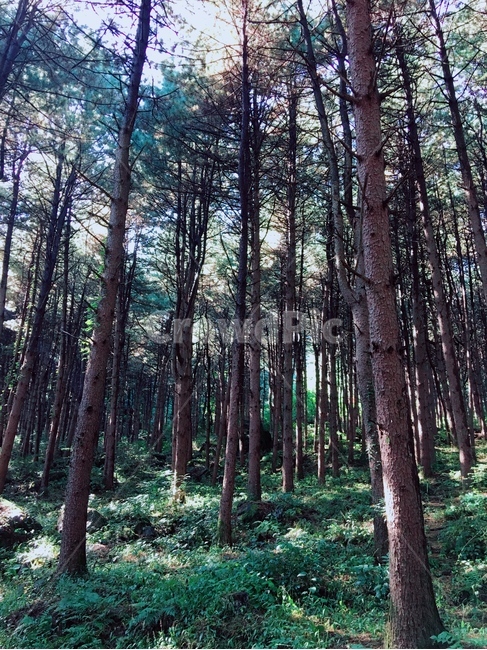 숲,푸른숲,나무,울창한숲,울창한나무,자연,풍경,nature,landscape,tree,plant,식물