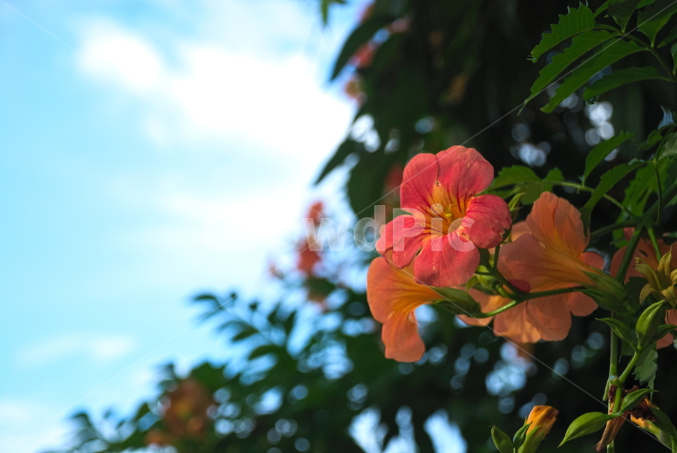 꽃,하늘,붉은색,따뜻함,여름,식물,식물,자연,plants,nature,꽃,flower