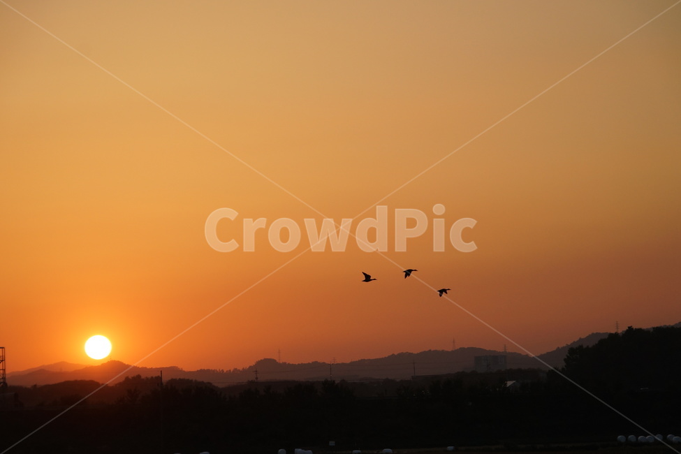 석양,노을,청둥오리,nature,자연,동물,animal,bird,새,sunlight,햇빛