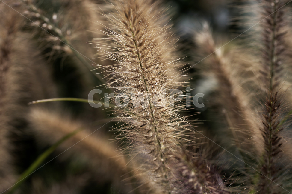 수크령,길갱이,가을,계절,벼과,다년생초본,조경식물,식물,자연,plants,nature
