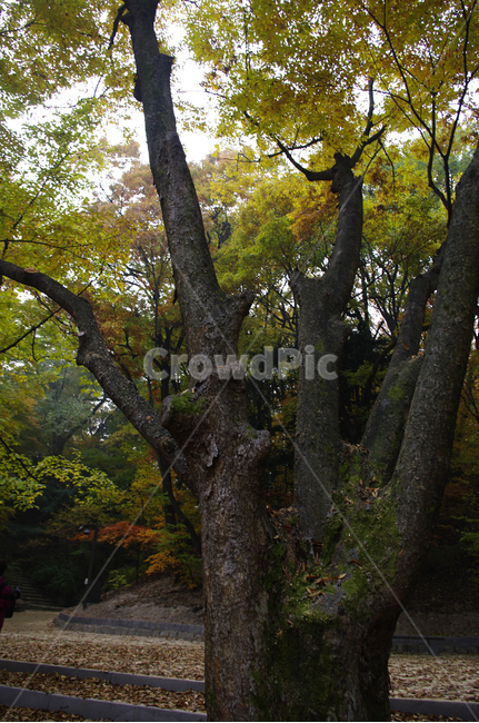가을,fall,나무,식물,plant,단풍,잎,낙엽,가을,계절,fall,autumn,season,식물,자연,plants,nature,나무,trees,wood,tree trunk,나무 줄기,tree