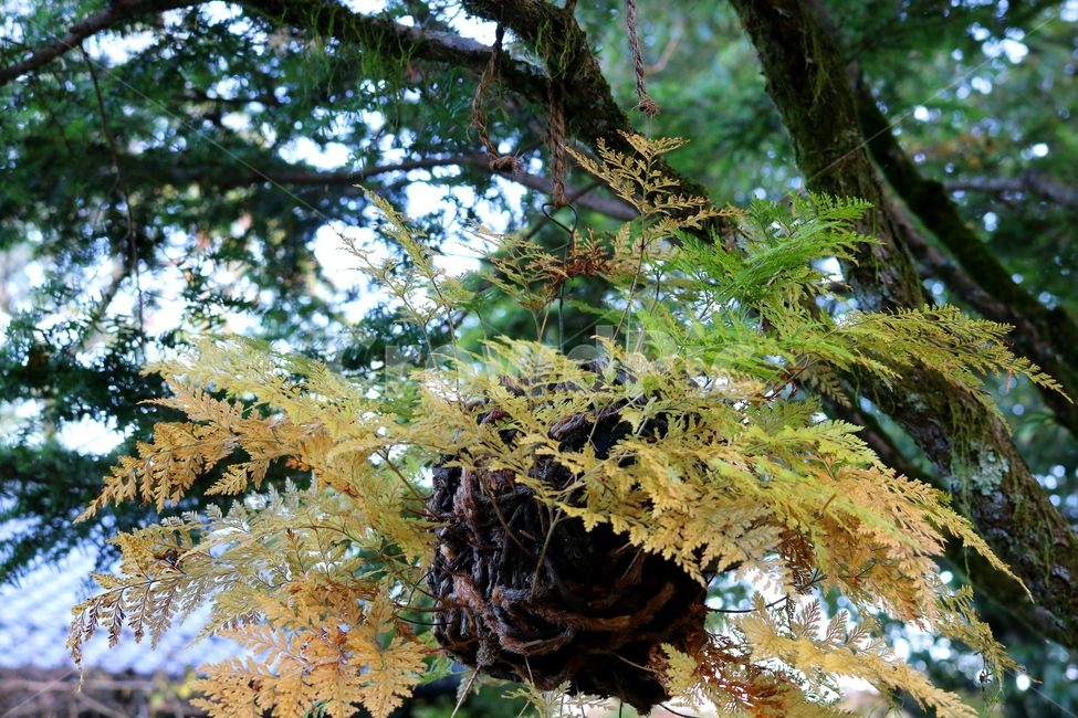 고사리,나물,식물,자연,들풀,풀,원예,관상용,나무,식물,자연,plants,nature