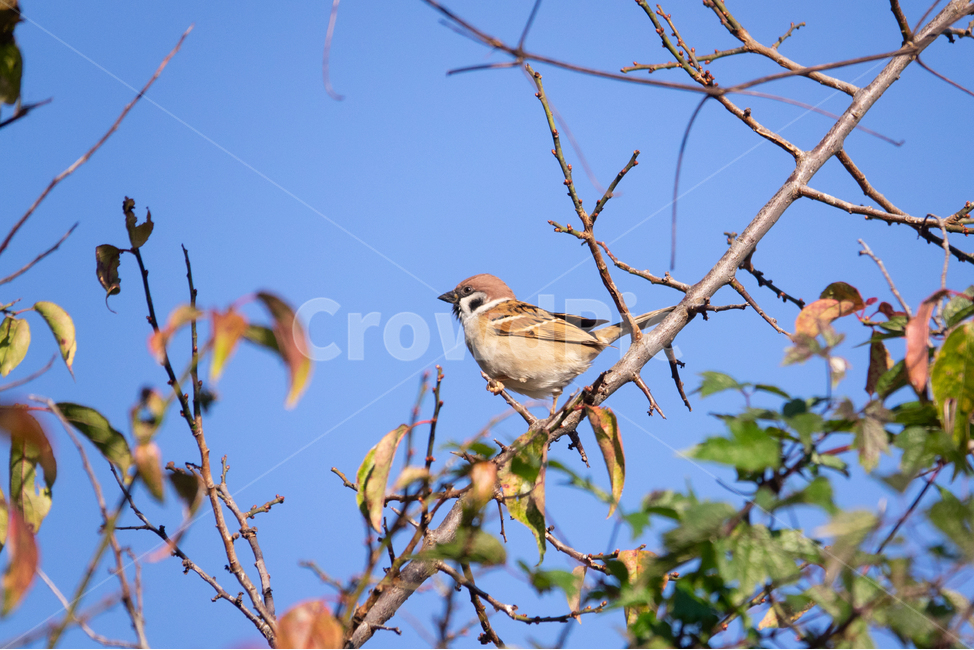 새,나무,조류,자연,탐조,가을,계절,fall,autumn,season,식물,자연,plants,nature,동물,animal,조류,새,birds,sparrow,참새,bird