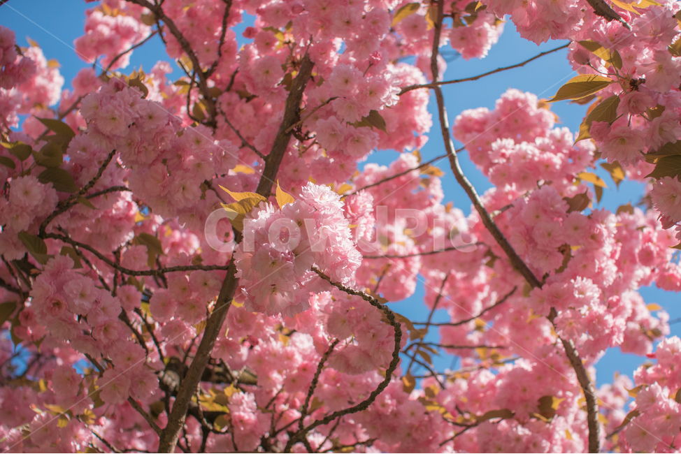 벚꽃,겹벚꽃,봄,왕벚꽃,하늘,하늘벚꽃,봄,계절,spring,season,식물,자연,plants,nature,꽃,flower,plant,blossom,cherry blossom