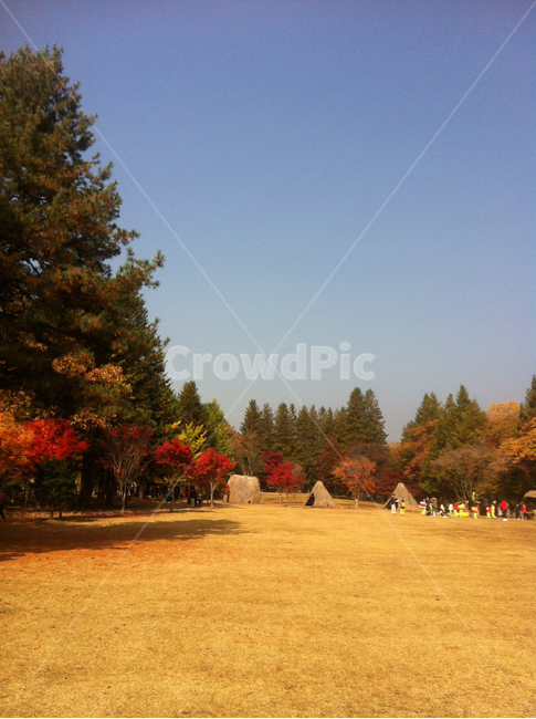 단풍,나무,공원,tree,park,fall,가을,자연,nature,풍경,landscape