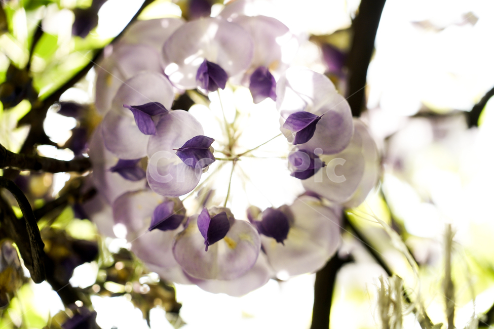 plant,식물,꽃,flower,등나무,등나무꽃