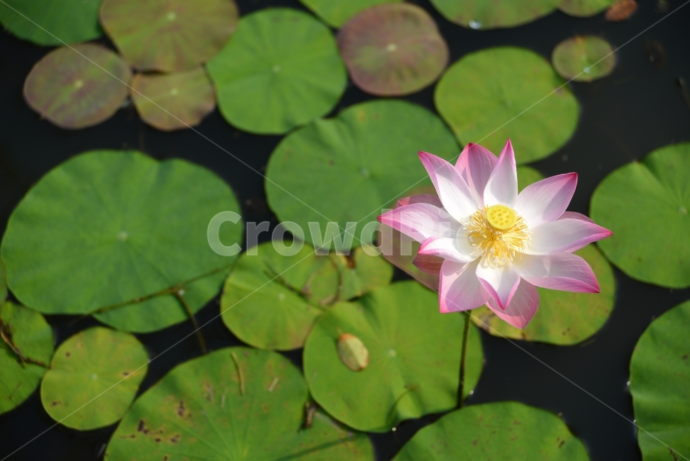 꽃,자연,풍경,자연풍경,감성사진,식물,자연,plants,nature,꽃,flower