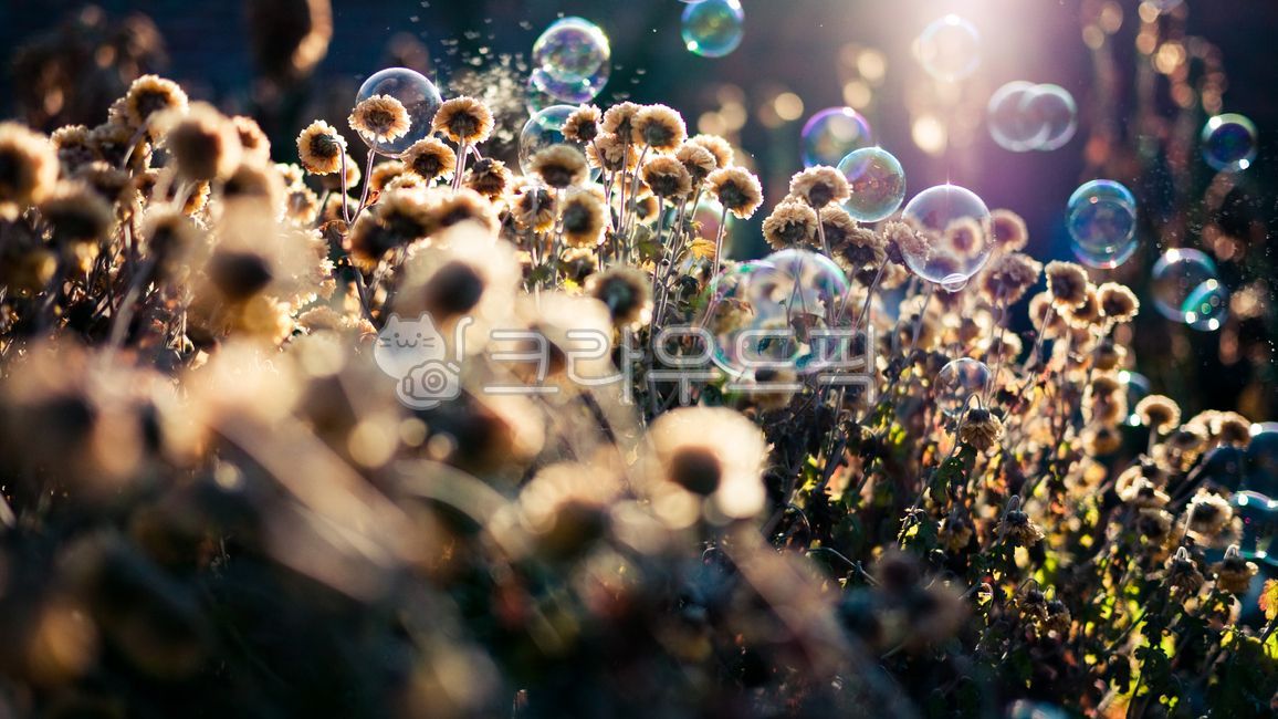 afternoon,close up,macro,winter flowers,concept,backlight,nightfall,soap bubbles,flower