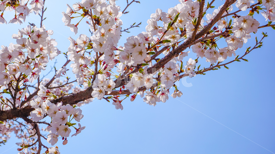 cheryblossom,blossom,plant,식물,벚꽃,꽃