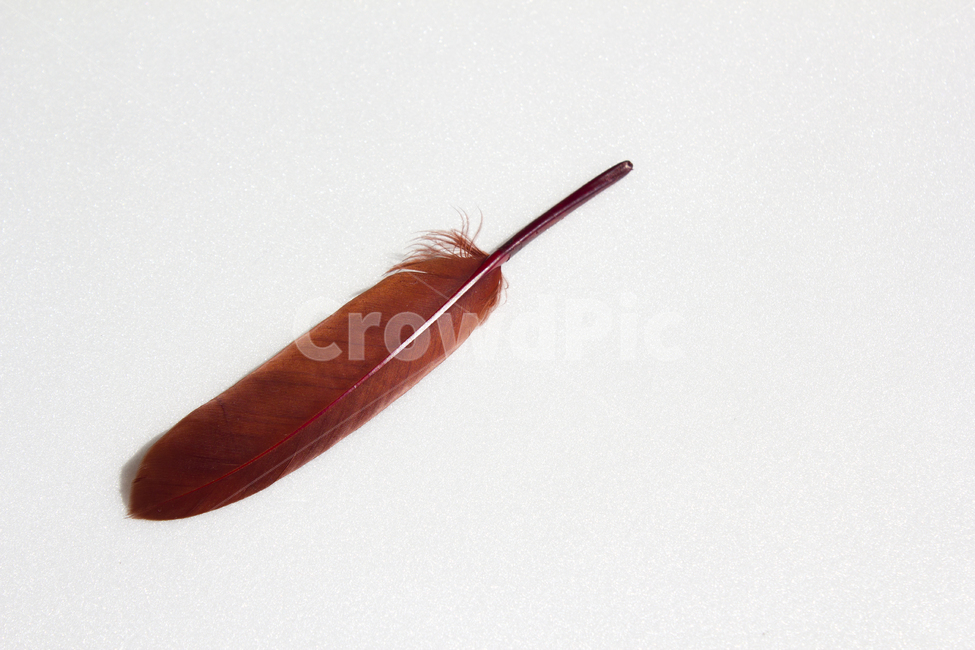 깃털,누끼,클로즈업,탑,탑뷰,탑앵글,붉은색,레드,흰배경,털,새털,붉은,빨강,적색,깃,펜,정물,사물,물건