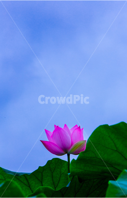 연꽃,연잎,문양,무늬,자연,식물,자연,plants,nature,꽃,flower
