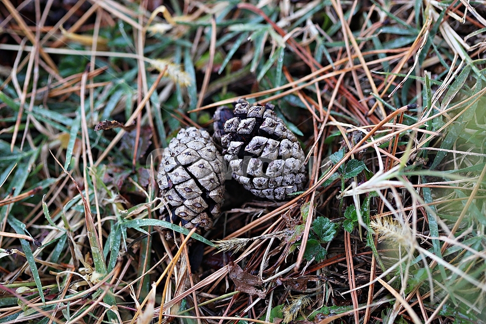 솔방울,소나무,소나무잎,잎,가을,식물,자연,바닥,야외,땅,식물,자연,plants,nature