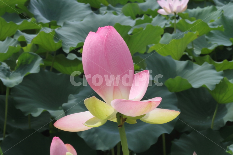 연,연꽃,식물,자연,lotus,식물,자연,plants,nature,꽃,flower