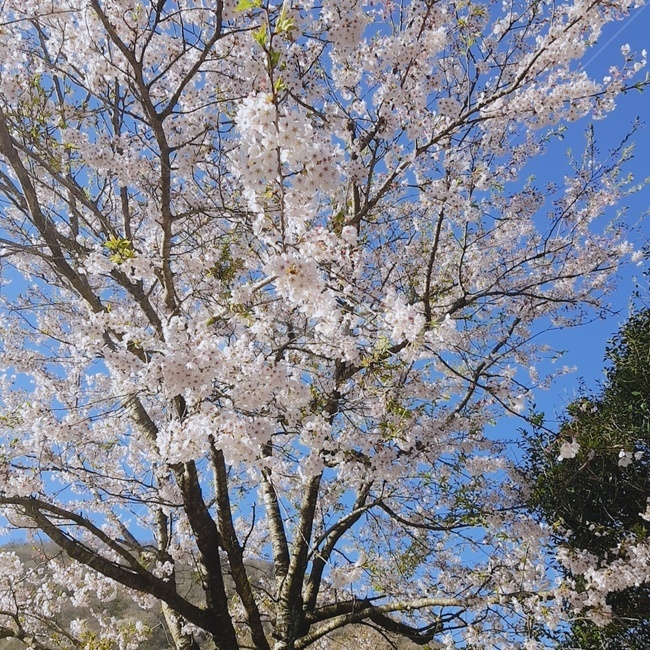 벚꽃나무,봄,벚나무,벚꽃,자연풍경,벚꽃풍경,풍경,자연