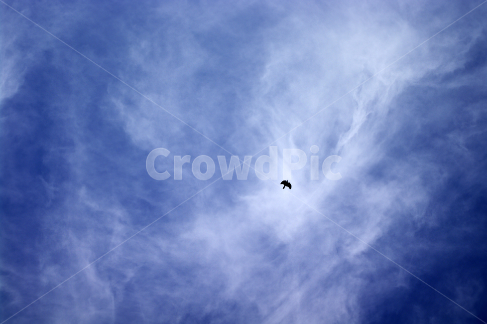 하늘,새,구름,sky,cloud,자연,풍경,nature,landscape,adventure,모험,leisure activities,레저 활동,gliding,활공,flying,나는,animal,동물,bird