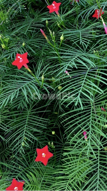 plant,식물,blossom,꽃,flower,풀,grass,그린,green,붉은,red,침엽수
