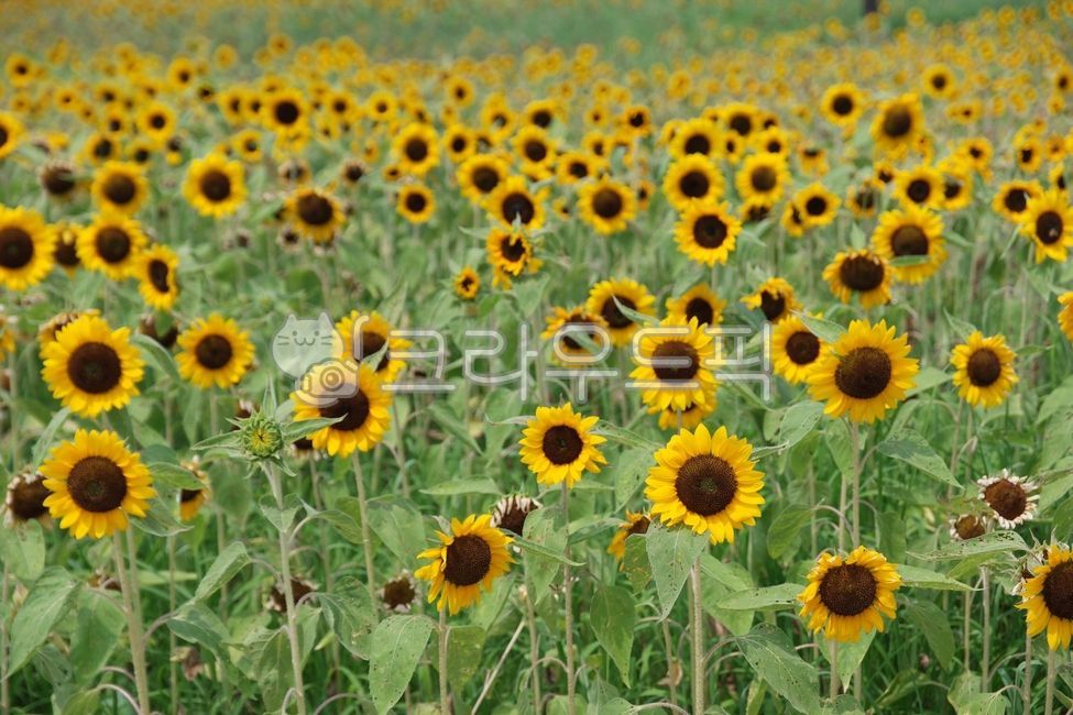 sight,sunflower field,sunflower,flower