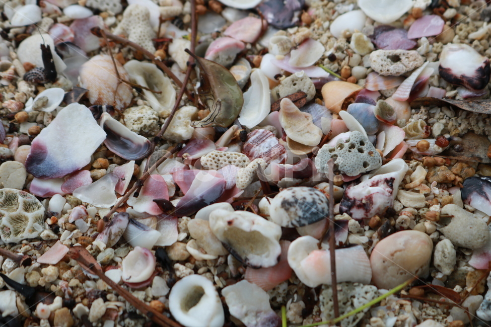 바닷가,조개껍데기,조개,seashell,해변
