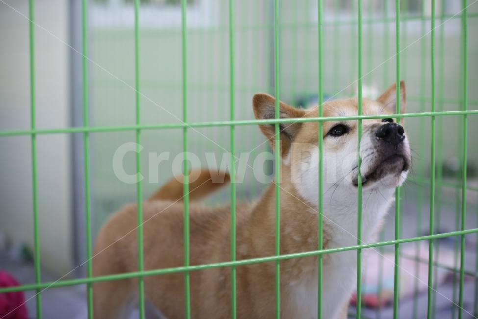 반려견,시바견,견,개,애완동물,동물,animal,포유류,mammal,개,강아지,dog,doggy