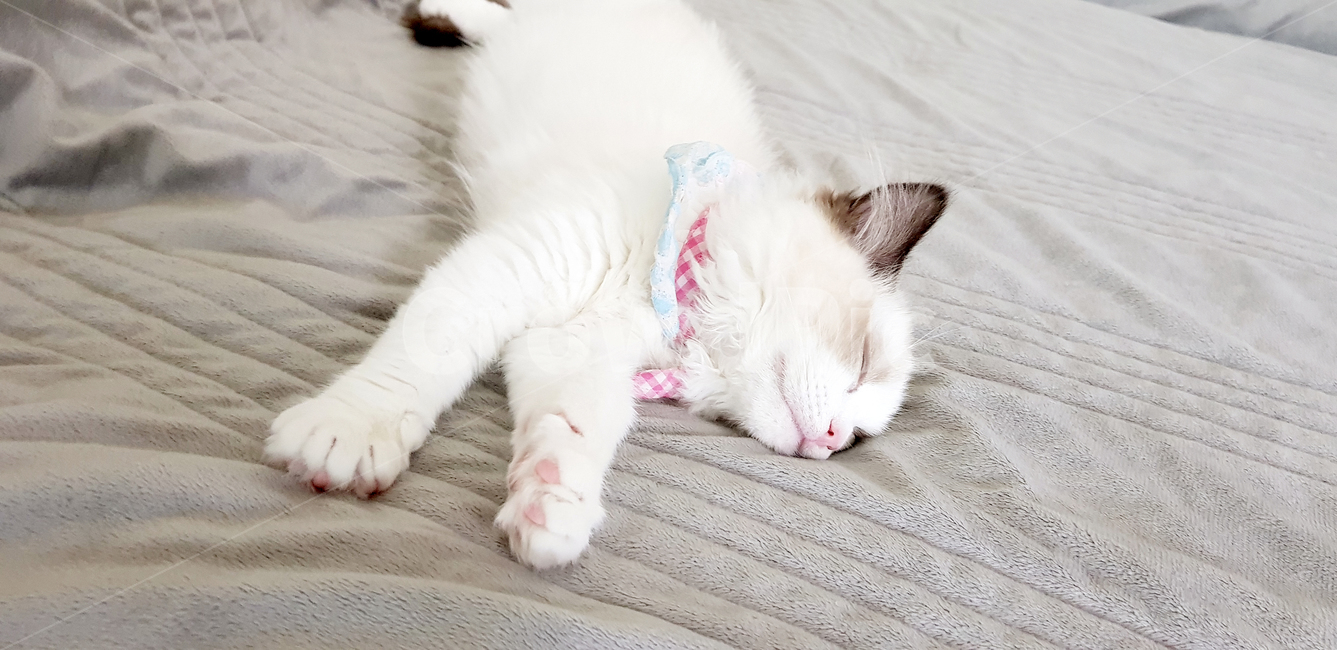 아기고양이,고양이,cat,수면,자묘,sleep,고양이새끼,애완동물
