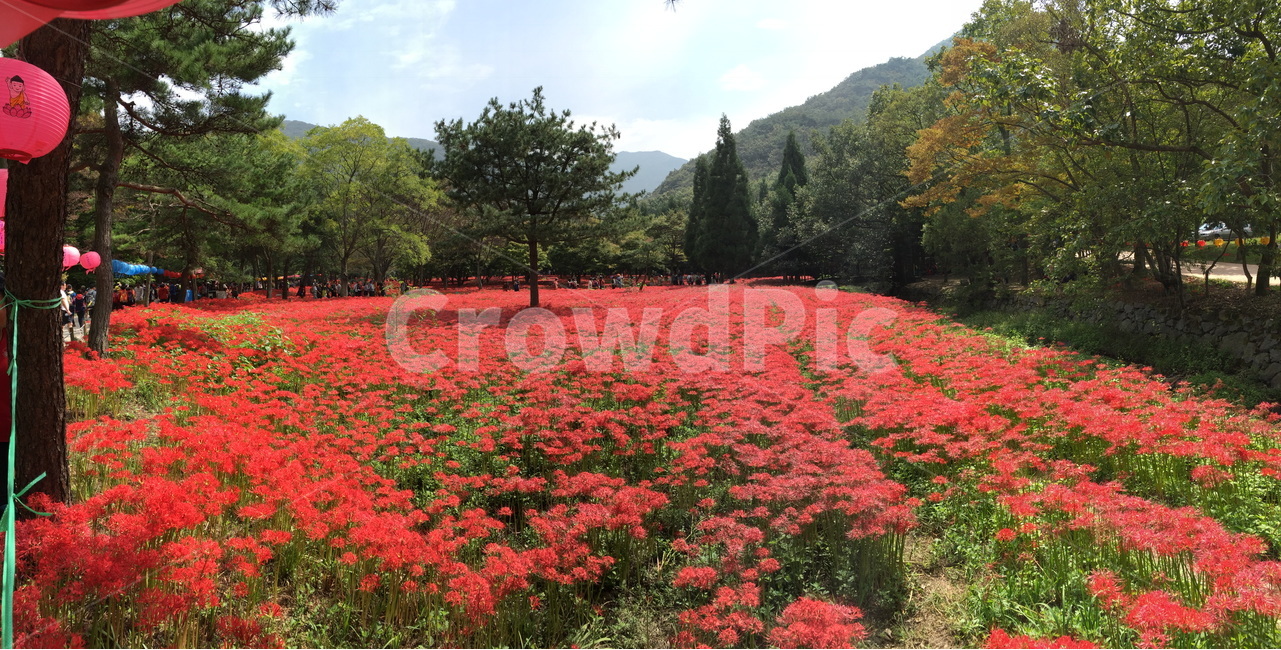 꽃,상사화,축제,붉은색,가을