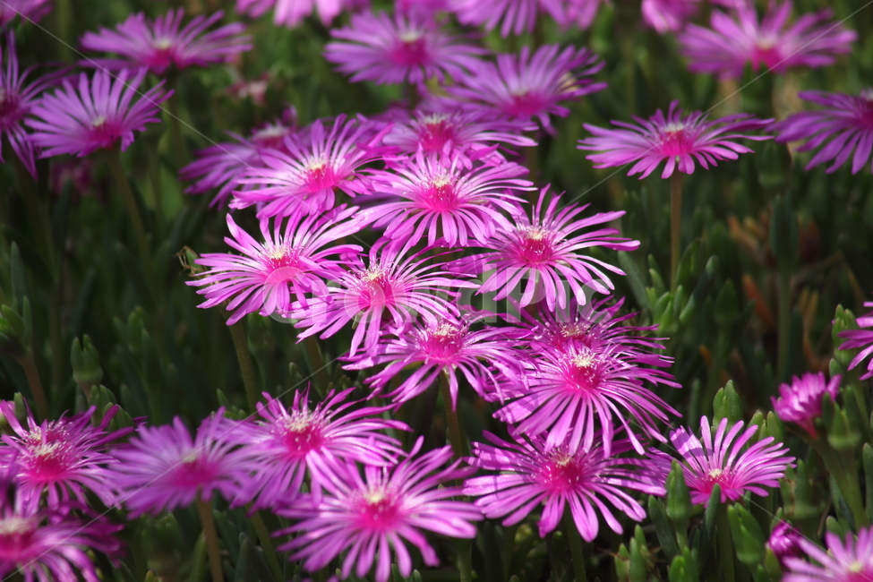 송엽국,채송화,사철채송화,람프란서스,lampranthus