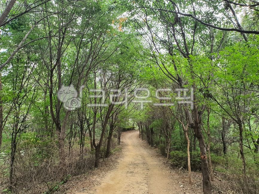 trail,bush,tree shade,record,dirt road