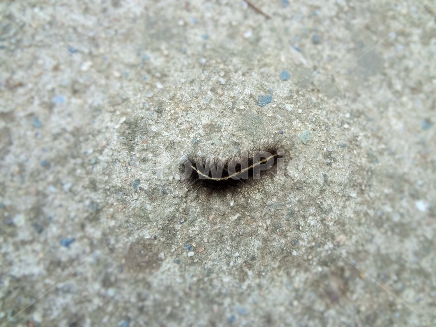 쐐기벌레,곤충,동물,절지동물,애벌레,자연,동물,animal,곤충,벌레,insect,bug