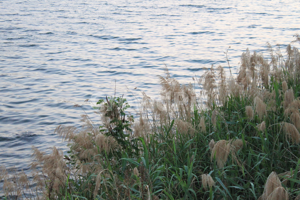 갈대,갈대숲,물결,강,식물,plant,commonreed,reedfield,river