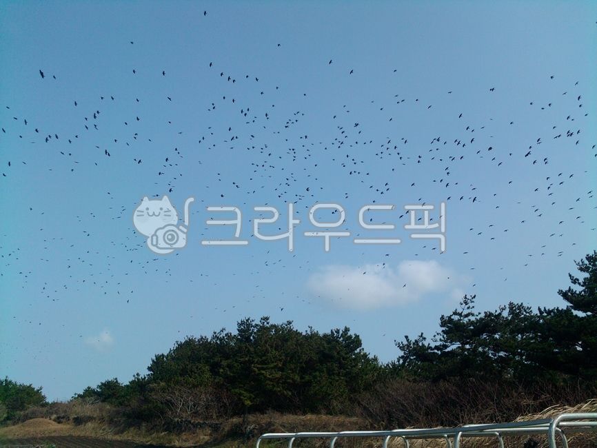 sky,association,Birds,flock of birds,birds,freedom,Crow,bird,organization,animal,free,prince,group