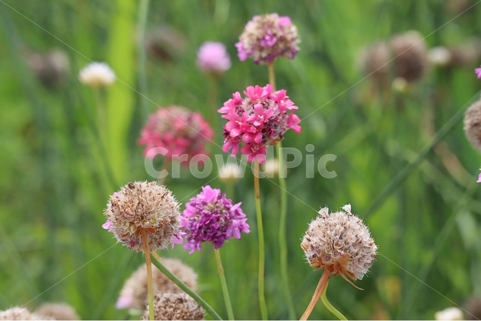아침,햇살,아르메니아,분홍,꽃,식물,자연,plants,nature,꽃,flower