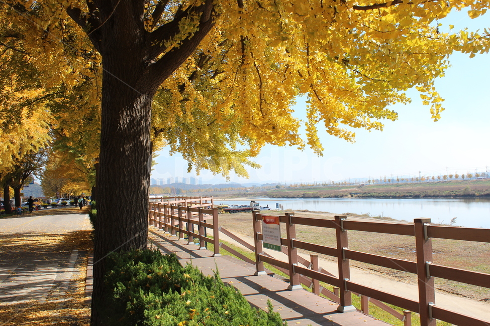 가을,풍경,단풍,은행,은행나무,가을,계절,fall,autumn,season,자연,풍경,nature,landscape,railing,난간,banister,handrail