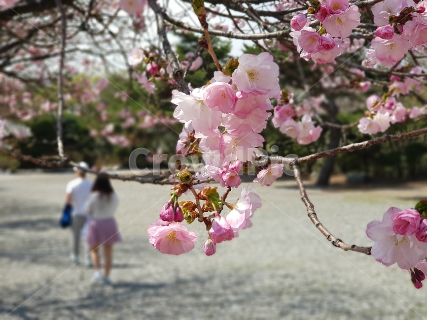 봄꽃,겹벚꽃,분홍색꽃,연분홍,꽃놀이,spring,aprile,flower,데이트,연인,사랑,love