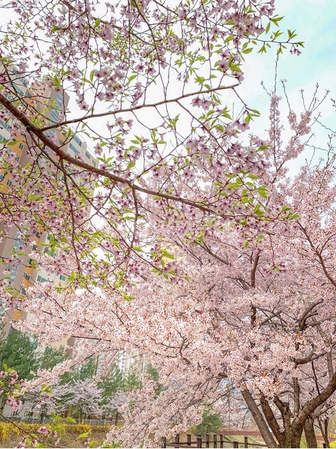 벚꽃,blossom,tree,나무,하늘,핑크,pink,spring,봄,개나리,yellow