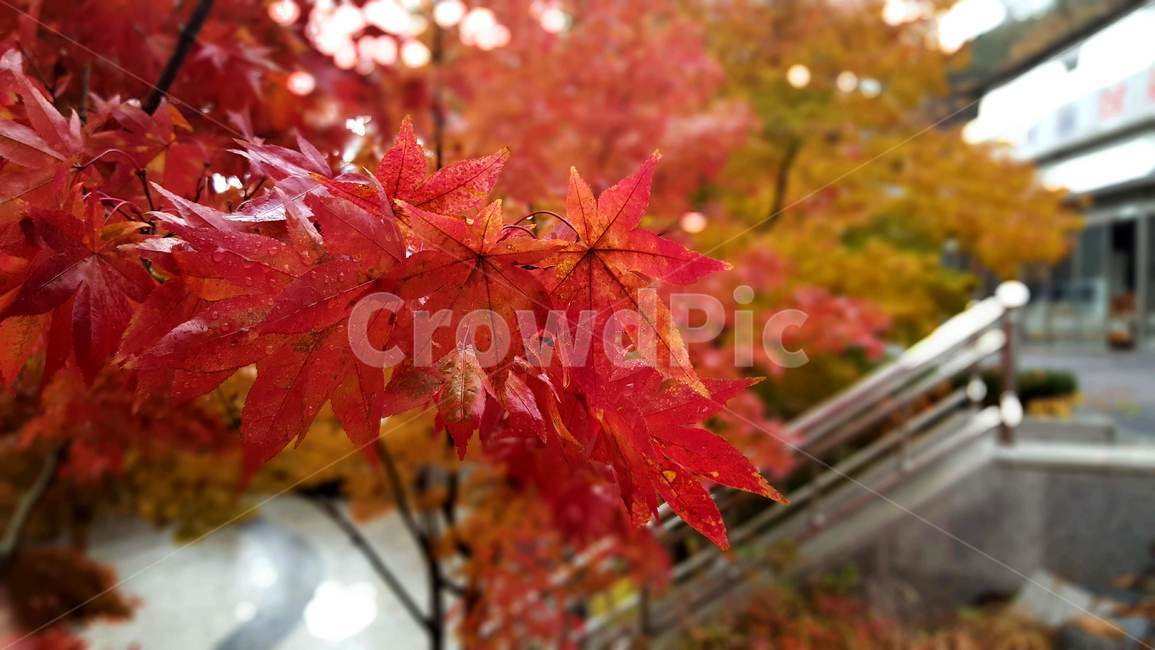 autumn,fall,가을,단풍,mayple,비온뒤단풍,비맞은단풍,단풍잎,붉게물든단풍,red,rain,rainny,autumncolors,colorful,leaf,잎,plant,식물,tree,나무