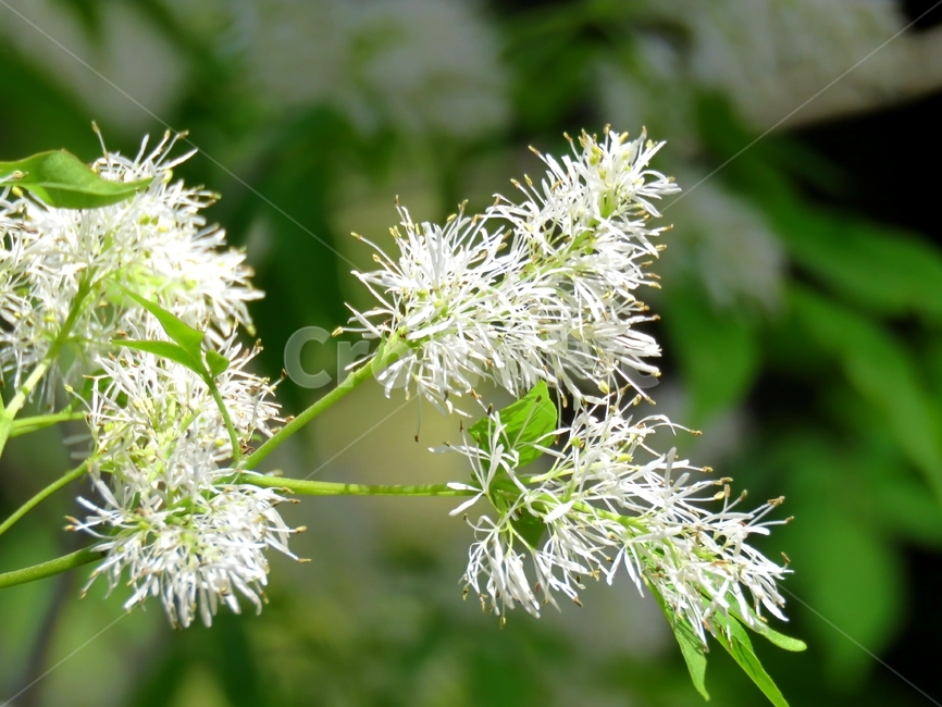 식물,나무,이팝,여름,흰색,식물,자연,plants,nature,꽃,flower
