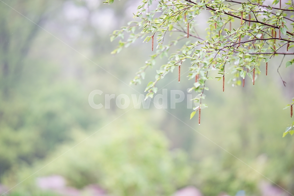 식물,자연,풍경,풍경사진,나무,경치,생명,그린,녹색,숲,식물,자연,plants,nature,감성,sensible,feeling,비,비오는날,rain,rainy