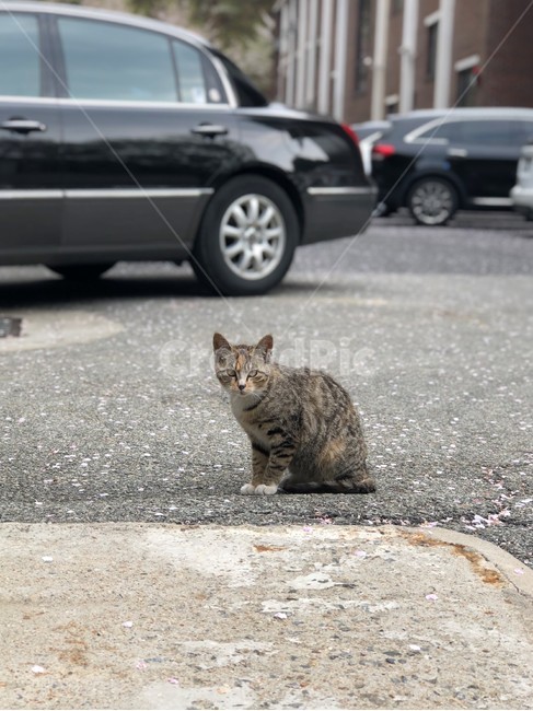 고양이,동물,포유류,산고양이,앉아있는고양이,동물,animal,포유류,mammal,고양이,cat,kitten,kitty