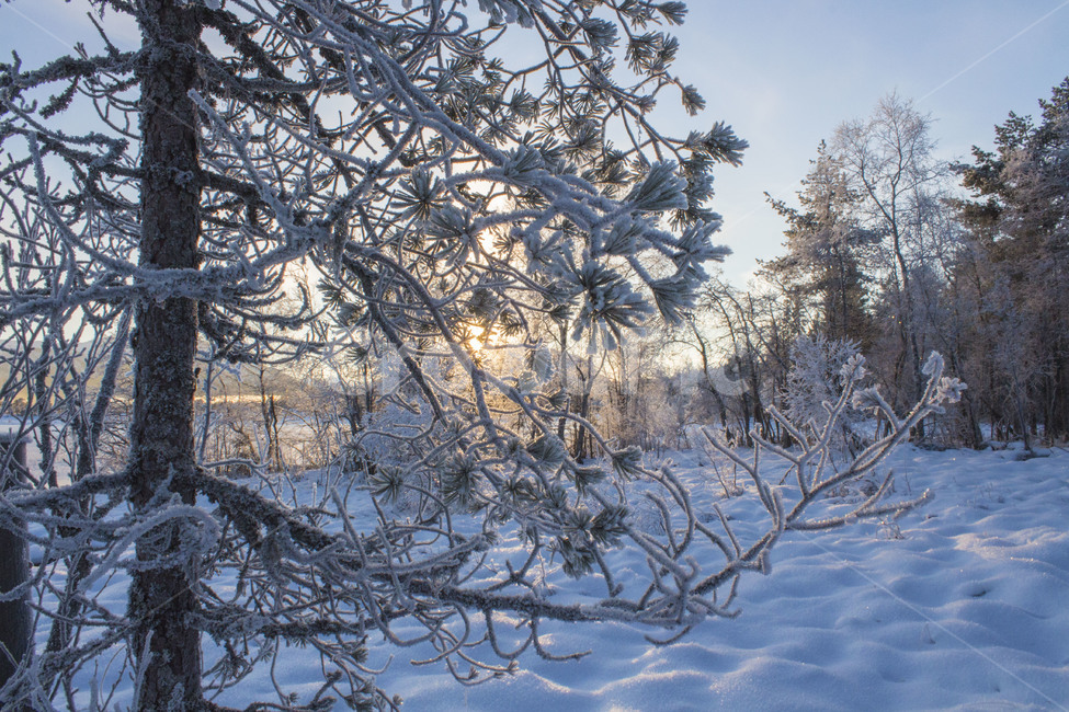 겨울,나무,winter,해,눈,겨울,계절,winter,season,자연,풍경,nature,landscape,outdoors,옥외,storm,폭풍,blizzard,눈보라,snow