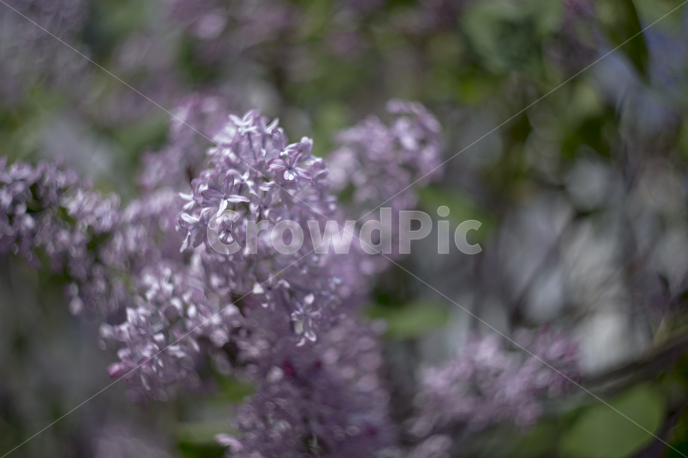 봄,꽃,튤립,꽃잎,분위기,감성,푸름,잎,봄,계절,spring,season,식물,자연,plants,nature,꽃,flower,plant,blossom