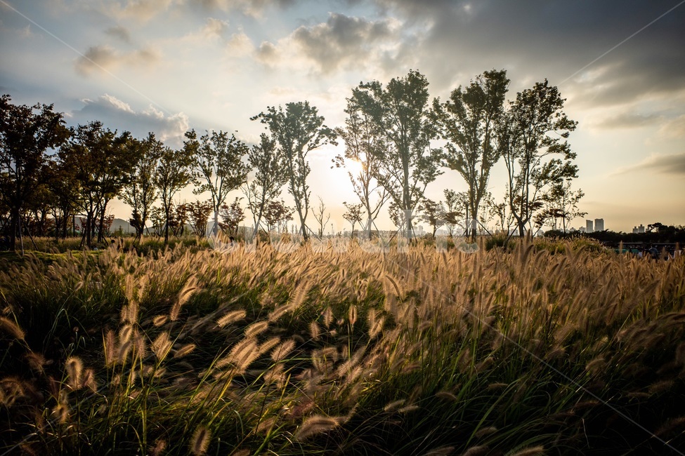 가을,노을,풍경,sunset,autumn,자연,풍경,nature,landscape,grass,잔디,plant,식물,field,들