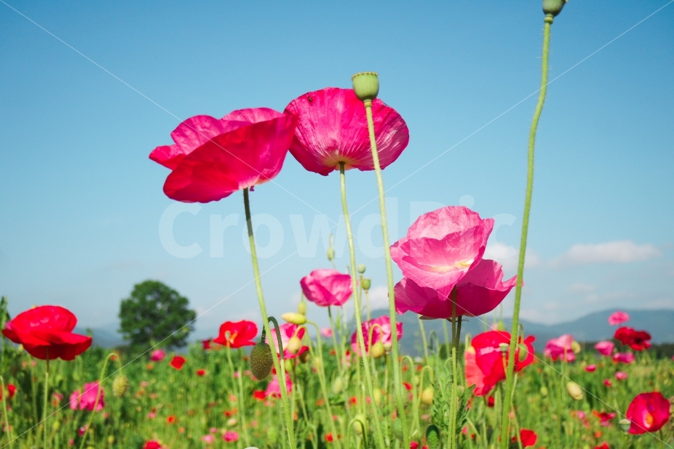 봄,꽃,양귀비,하늘,감성,식물,자연,plants,nature,꽃,flower