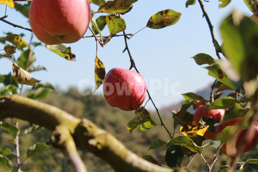 plant,식물,fruit,과일,food,음식,apple,사과,과일,열매,fruit,농업,농사,agriculture,farming,farming industry