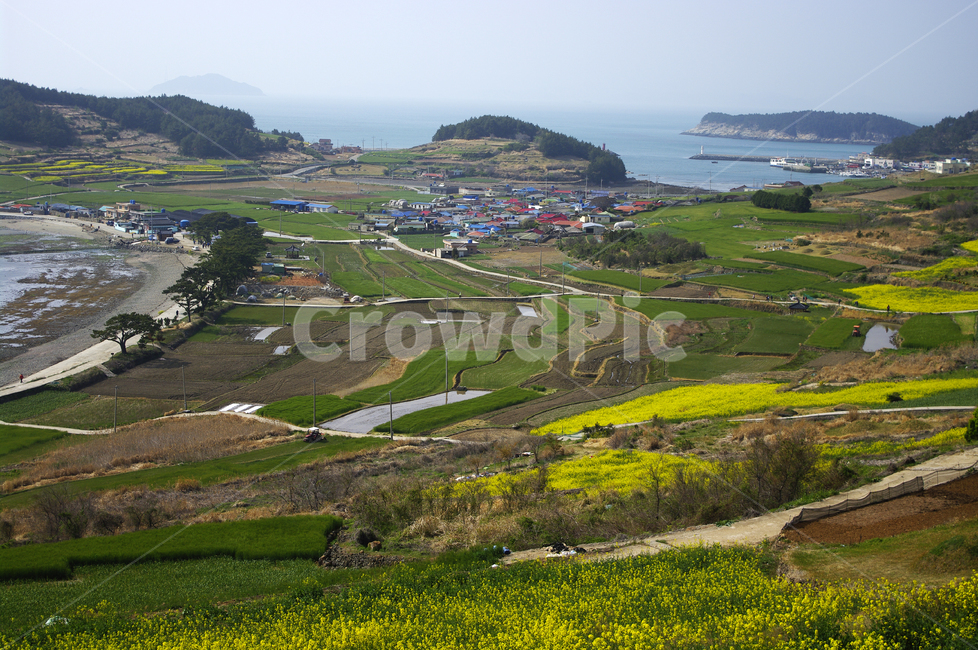 유채꽃,꽃밭,꽃,flower,계절,봄,spring,하늘,구름,마을,산,밭,시골,청산도,섬,바다,풍경,봄,계절,spring,season,시골,마을,풍경,landscape,country,rural,town,scenery,nature,자연,outdoors,옥외,경치