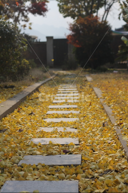 은행나무,은행낙엽,길위낙엽,은행나무낙엽,가을낙엽,가을은행나무,ginkgo,ginkgoleaves,fallenleaves,ginkofallenleaves,은행잎